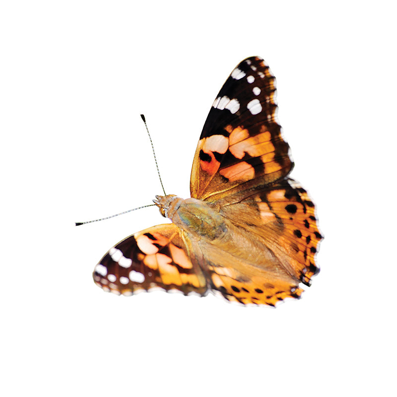 Butterfly Garden® - Happki